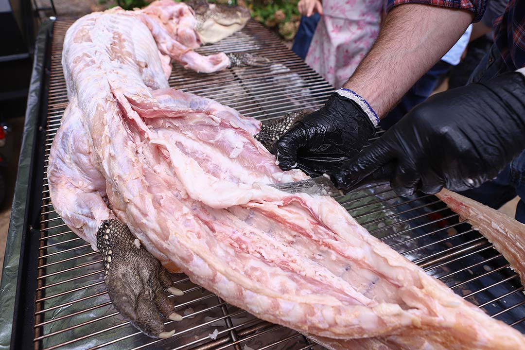 Prepping Gator Prepping Gator