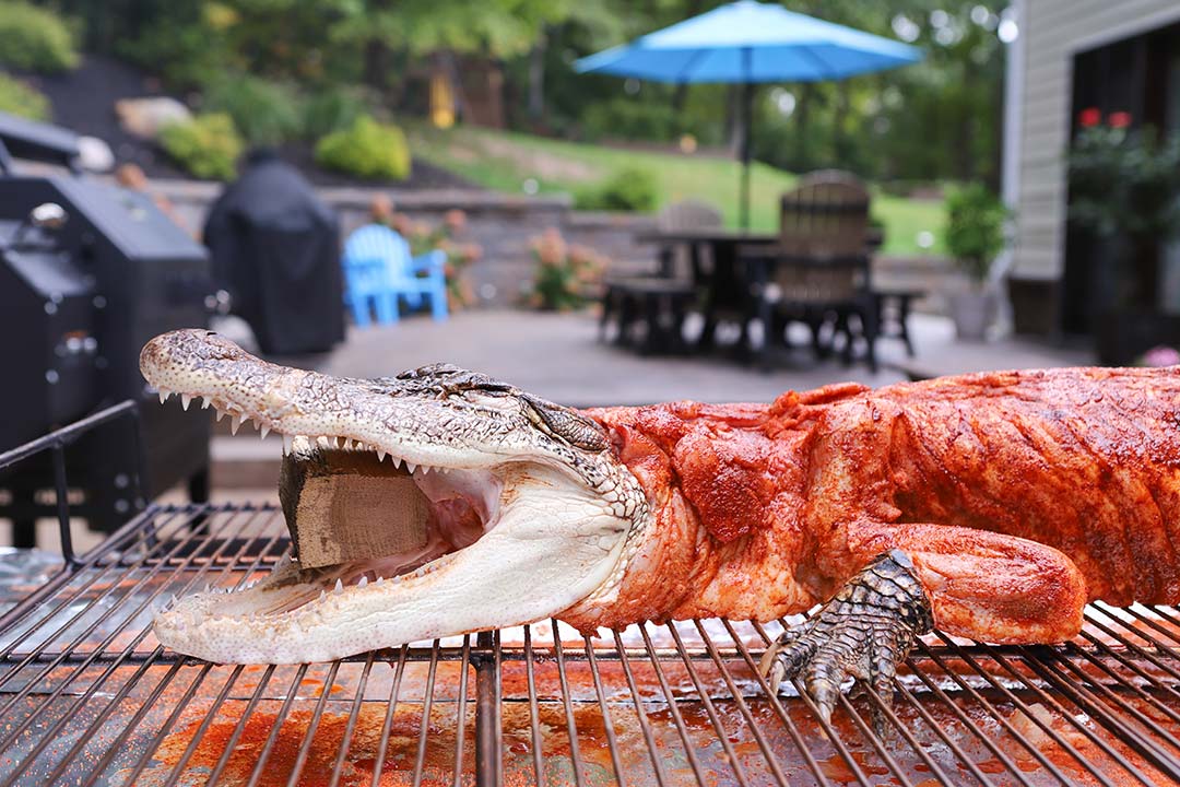 Gator Gator